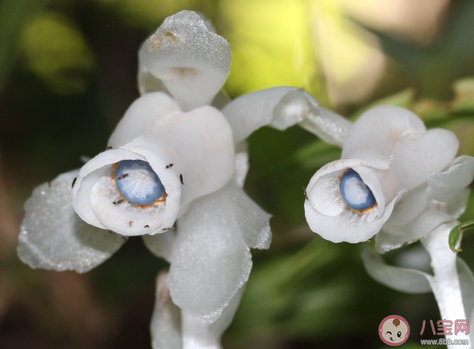 杭州哪里发现罕见幽灵草 幽灵草是什么