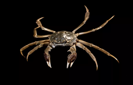 秋分可以吃螃蟹吗 秋分吃螃蟹好吗 秋分可以吃螃蟹吗 秋分吃螃蟹好吗