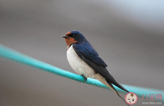 蚂蚁庄园5月10日答案：劳燕分飞中劳燕指的是什么