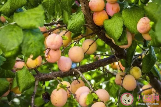 李子是热性水果还是凉性水果 吃李子有什么好处。