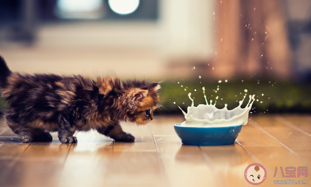 新手铲屎官要了解的猫咪食物清单 猫咪完全不能吃的东西有哪些 新手铲屎官要了解的猫咪食物清单 猫咪完全不能吃的东西有哪些