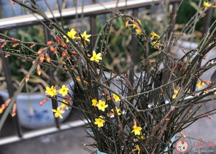 春天来了心情句子 记录春天来了的心情朋友圈 春天来了心情句子 记录春天来了的心情朋友圈