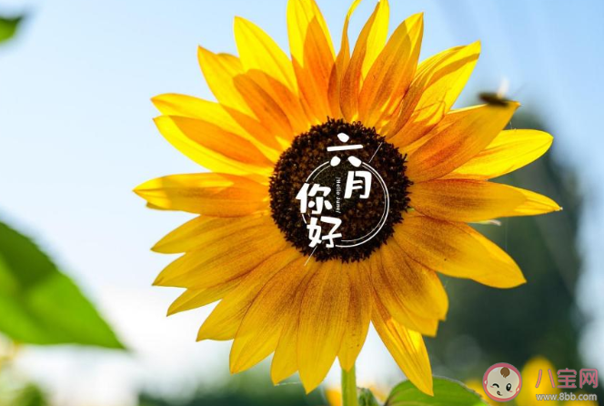 2020告别5月迎接6月的经典正能量说说 2020再见五5月你好6月的励志语录说说