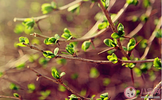 2020妇女节抗击疫情的说说文案大全 妇女节祝福医护女性工作者的说说