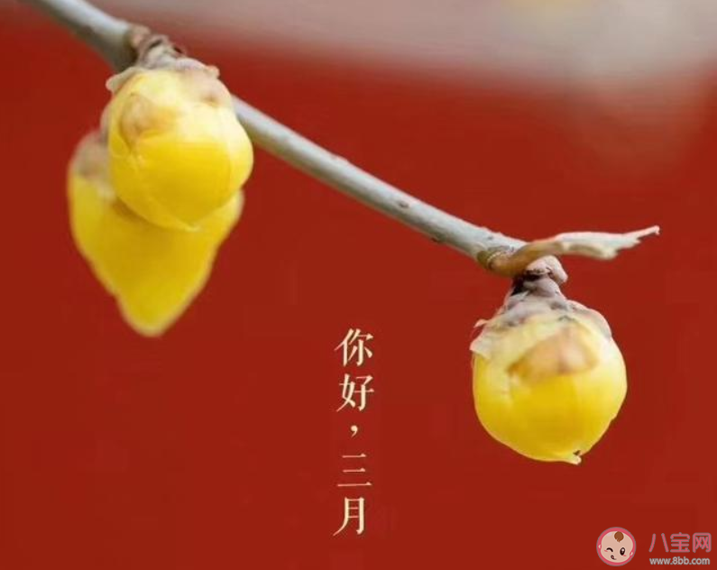 三月第一天的朋友圈说说 三月第一天你好的朋友圈说说句子