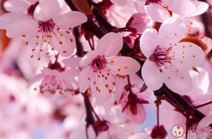 2020樱花开了的朋友圈说说大全 樱花开了的心情感慨句子