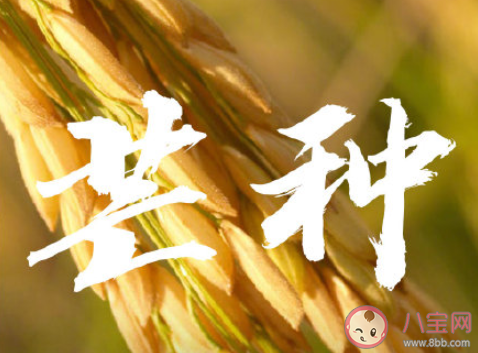 芒种早安文案句子2020 芒种节气早安语录说说