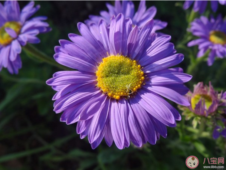 一切都会好起来的说说带图片大全 一切都会好起来的说说配图句子 一切都会好起来的说说带图片大全 一切都会好起来的说说配图句子