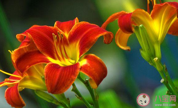 我国古人常用哪种植物象征母爱 蚂蚁庄园今日5月9日答案