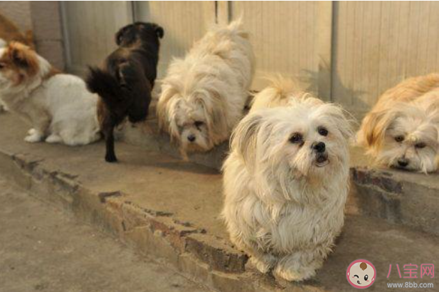 流浪动物有多渴望被疼爱  关爱流浪动物野生动物的句子