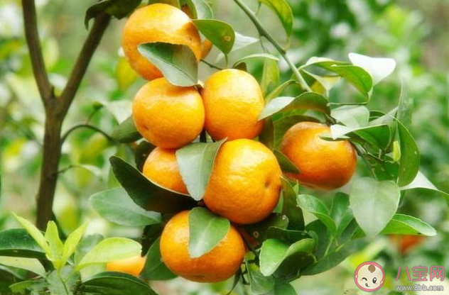 我去砍颗橘子树是什么意思什么梗 我去砍颗橘子树出处来源是哪里 我去砍颗橘子树是什么意思什么梗 我去砍颗橘子树出处来源是哪里