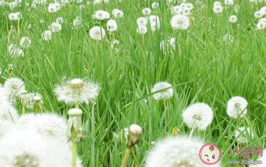 蒲公英和婆婆丁是一种植物吗 蒲公英和婆婆丁的区别是什