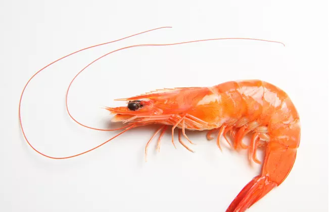 人造虾什么时候上市 人造虾和真虾有什么不一样