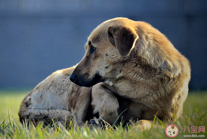 流浪动物有多渴望被疼爱  关爱流浪动物野生动物的句子