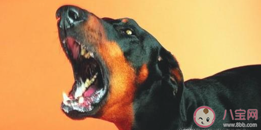 在避震自救瞬间人们的首先选择是 蚂蚁庄园5月12日答案