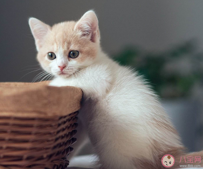 为什么看到可爱的动物就想rua它 养宠物的人更快乐吗