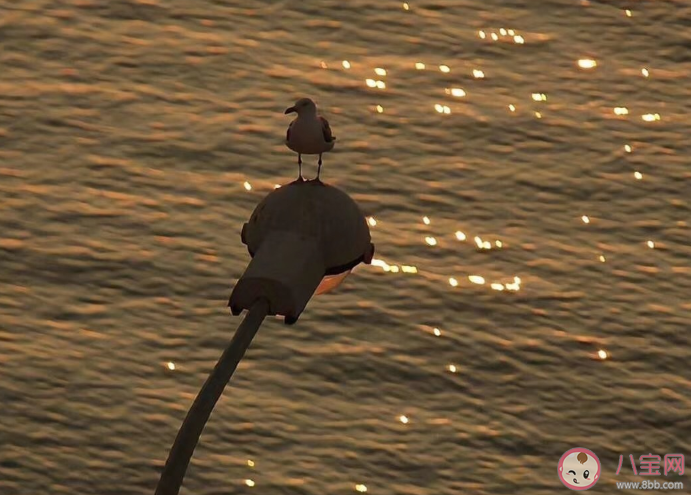 感情债真的存在吗 感情债是什么意思