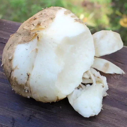 怀孕可以吃凉薯吗 凉薯是不是就是地瓜 怀孕可以吃凉薯吗 凉薯是不是就是地瓜