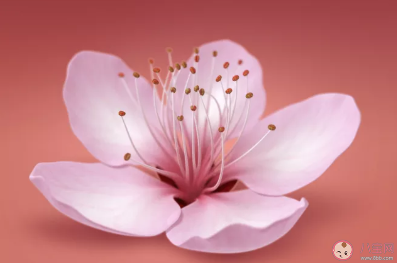 表达桃花开了心情说说 桃花开了心情句子