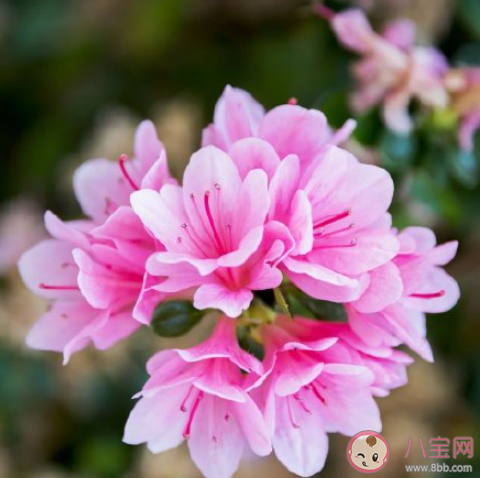 重庆杜鹃花海在哪可以看到 杜鹃花的花期是几月 重庆杜鹃花海在哪可以看到 杜鹃花的花期是几月