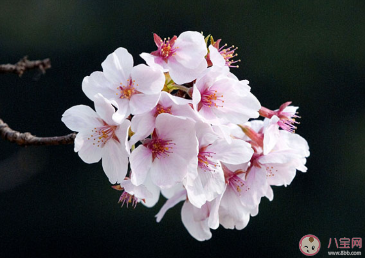 2020关于武大樱花开了的心情说说  到武大看樱花的心情朋友圈文案