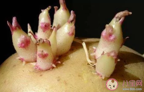 土豆发芽了还能吃吗 土豆有一块绿色还能吃吗