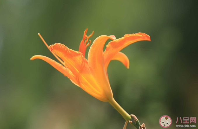 古人常用哪种植物象征母爱 蚂蚁庄园5月9正确答案
