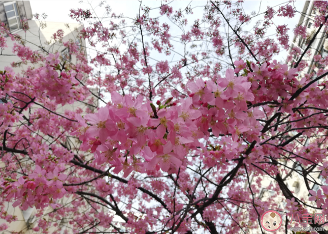 樱花盛开晒照片的朋友圈配文 2020樱花盛开了赏花的说说 樱花盛开晒照片的朋友圈配文 2020樱花盛开了赏花的说说
