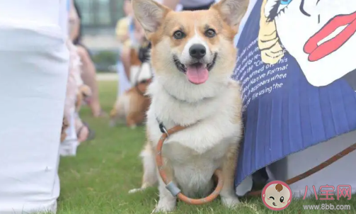 养狗和养猫哪个更花钱 养狗养猫哪个更好