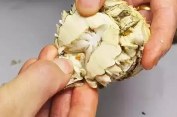 螃蟹哪些部位不能吃图解 螃蟹怎么吃图解