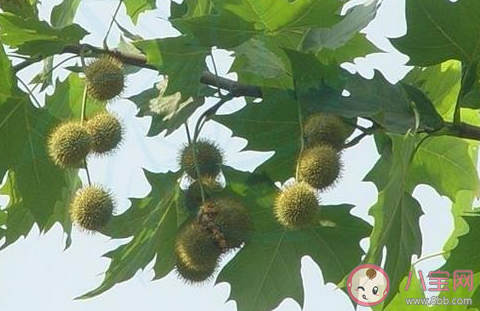 蚂蚁庄园4月2日答案:春季花粉过敏人群避免接触哪类植物 蚂蚁庄园4月2日答案:春季花粉过敏人群避免接触哪类植物