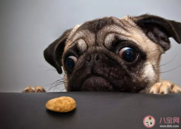 为什么看到可爱的动物就想rua它 养宠物的人更快乐吗