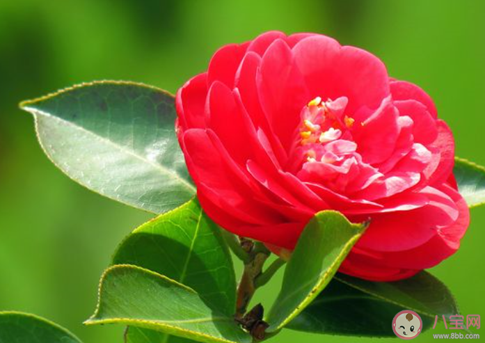 欣赏茶花发朋友圈的文案说说 朋友圈晒茶花图片的说说句子