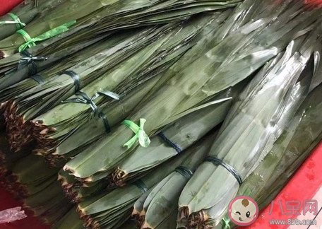 如何挑选新鲜的粽叶 端午粽叶挑选方法