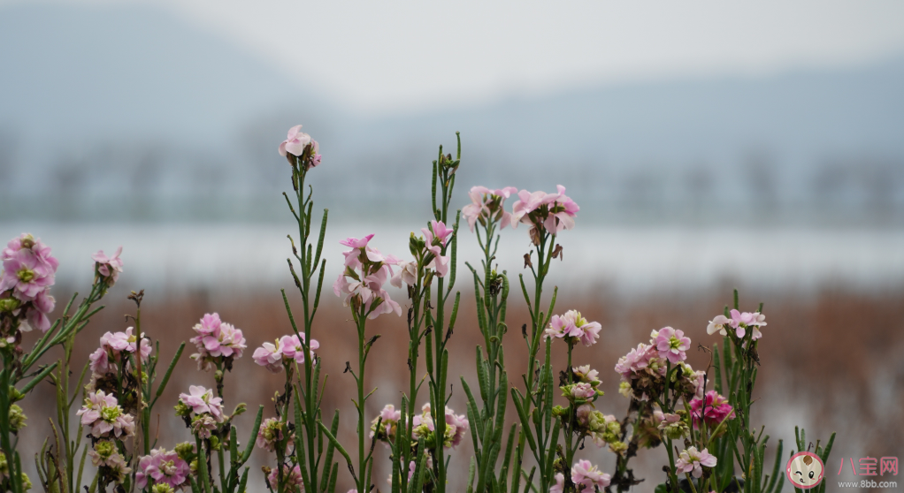 2020三月你好的心情说说 三月你好朋友圈句子 2020三月你好的心情说说 三月你好朋友圈句子