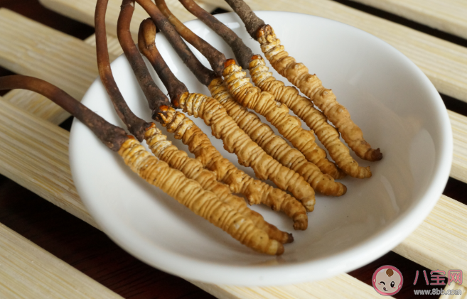 冬虫夏草个头越大越好吗 冬虫夏草质量好坏的区别