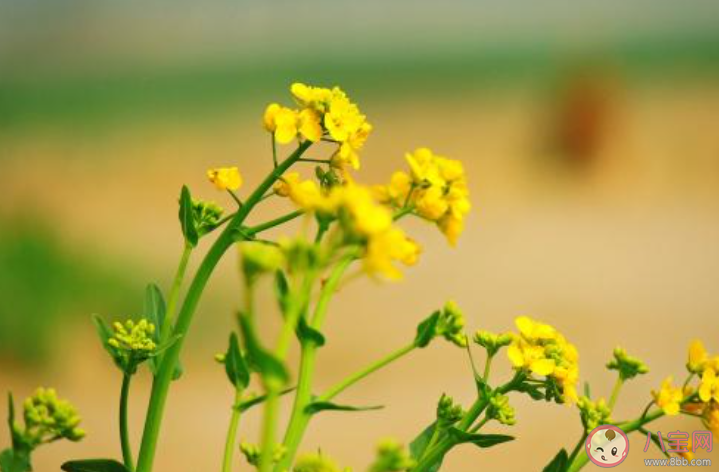 形容油菜花的唯美说说文案 2020油菜花开了的优美文案句子