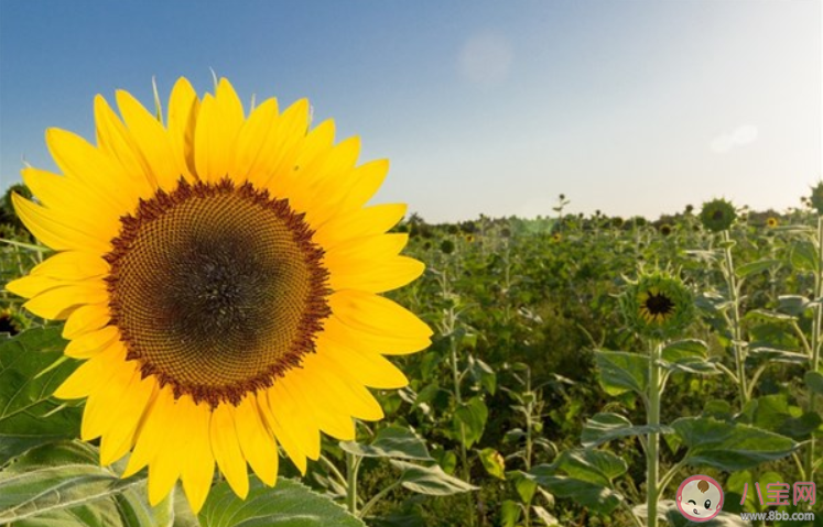 一切都会好起来的说说带图片大全 一切都会好起来的说说配图句子 一切都会好起来的说说带图片大全 一切都会好起来的说说配图句子