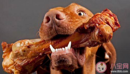 狗不能吃咸的东西吗 狗可以吃玉米棒子嘛