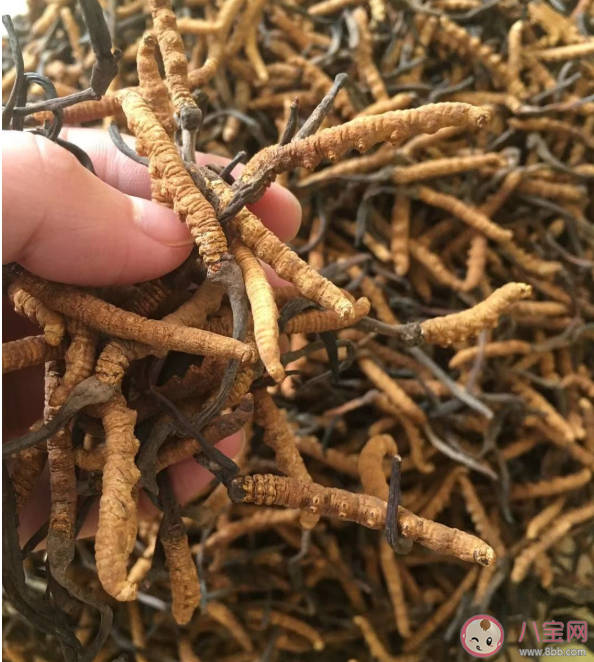 冬虫夏草是一种虫子还是一种草 吃冬虫夏草可以抗癌吗