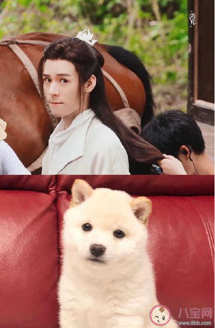 网络用语狗塑是什么意思什么梗 狗塑为什么火了