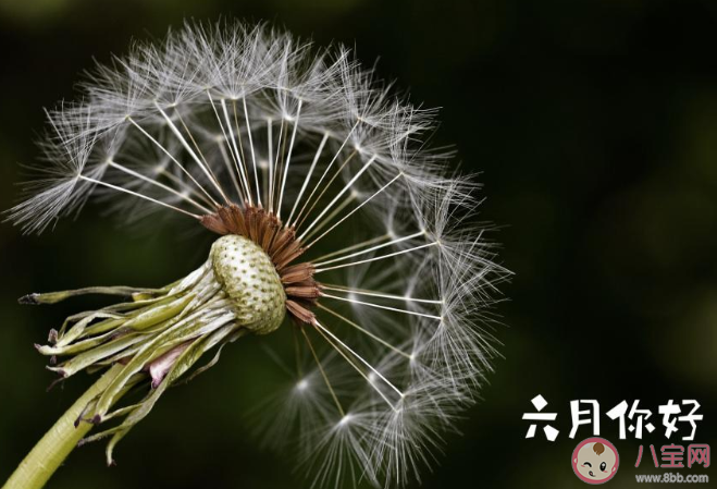 关于六月最好的朋友圈说说精选 朋友圈六月最好的文案说说汇总