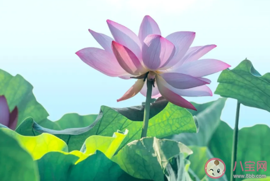 2020五月最后一天早安说说 5月最后一天早上好句子 2020五月最后一天早安说说 5月最后一天早上好句子