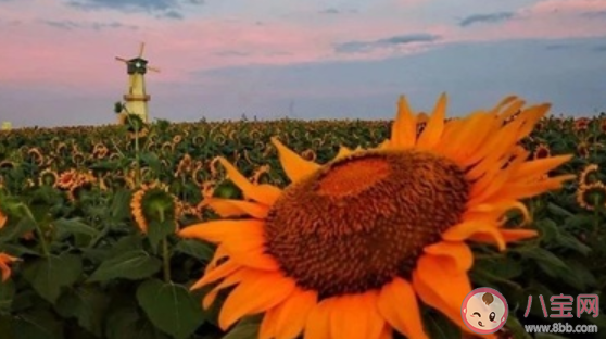 为什么明明没事但就是不想睡 喜欢熬夜的原因是什么