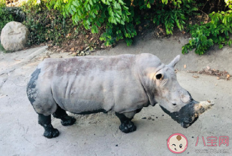 动物园是为人服务还是为动物服务 动物园里谁是主人