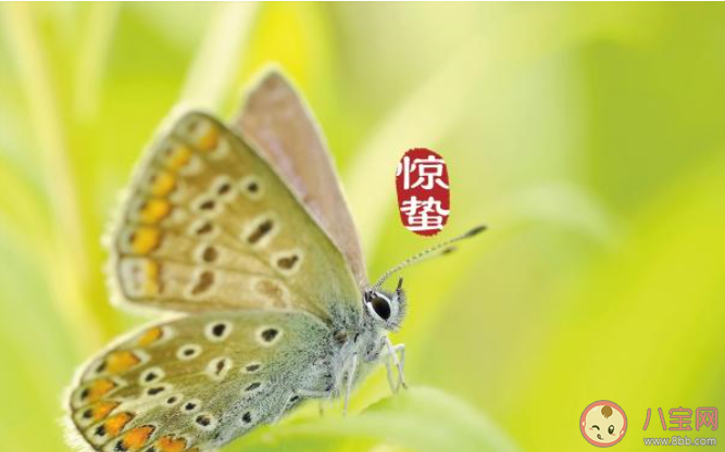 24节气惊蛰节气的经典心情说说 24节气惊蛰节气个性文案说说2020