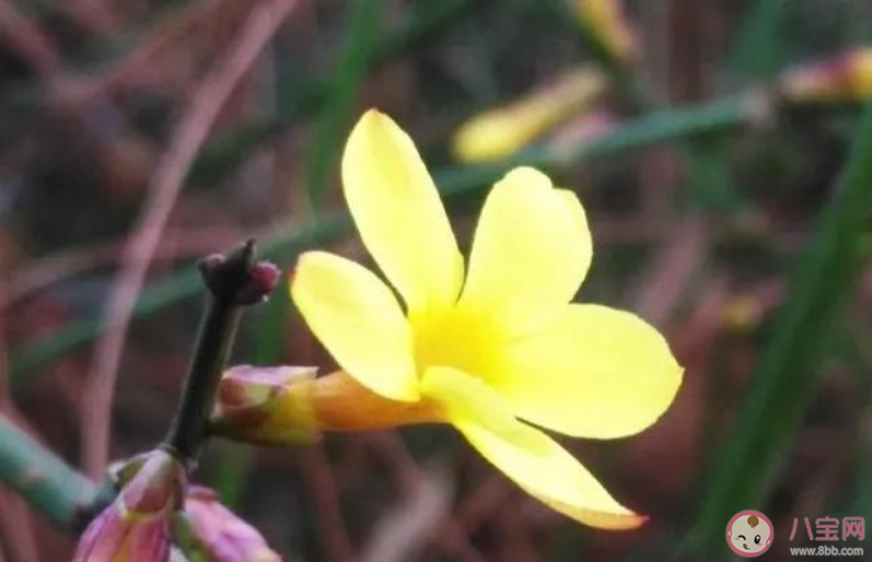 迎春花开了朋友圈说说 迎春花开了朋友圈唯美说说句子