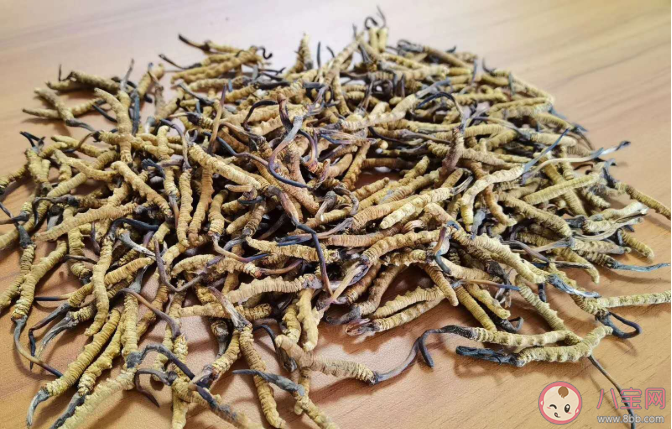 冬虫夏草个头越大越好吗 冬虫夏草质量好坏的区别