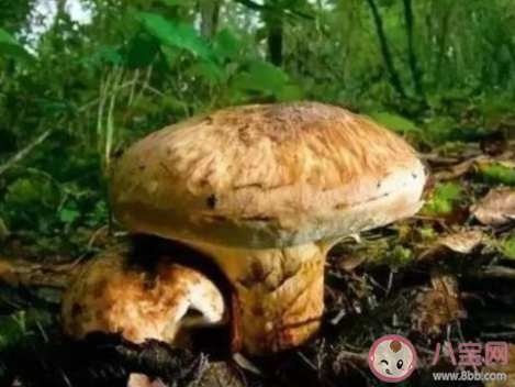 日本松茸拍卖一颗高达9.6万日元是怎么回事 松茸为什么这么贵 日本松茸拍卖一颗高达9.6万日元是怎么回事 松茸为什么这么贵