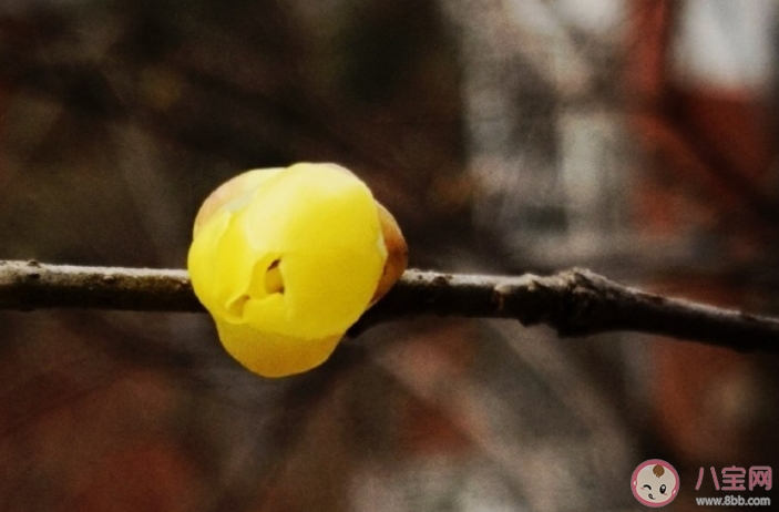 2020惊蛰节气春雷响的朋友圈说说 2020惊蛰节气春雷响的个性文案 2020惊蛰节气春雷响的朋友圈说说 2020惊蛰节气春雷响的个性文案